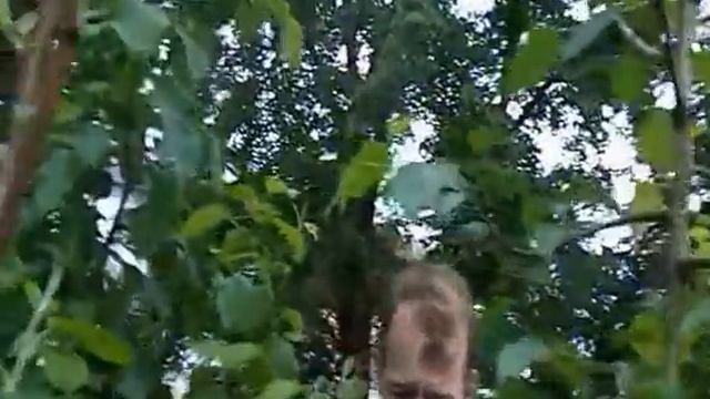 Прививка рябины и яблони на грушу. Дерево дружбы (продолжение) смотреть онлайн