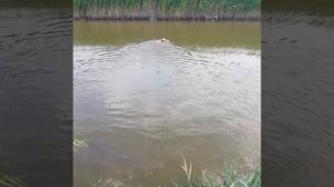 Подача утки с воды Эпаньоль Бретон..mp4