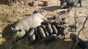 Ложная беременность у Вислобрюхих свиней / Вьетнамские свиньи