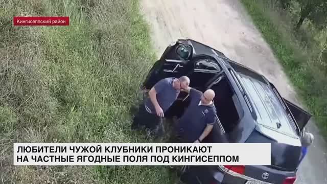 Любители чужой клубники проникают на частные ягодные поля под Кингисеппом