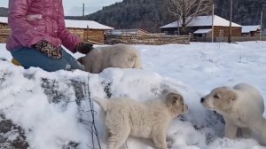 щенки Среднеазиатской овчарки (туркменский алабай) 60 дней от Димаш на Вершину Мира и Гульбар Ханум