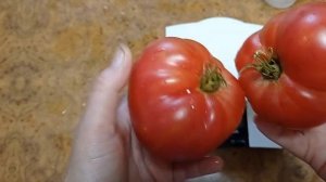 Томат Леонис Короткий обзор