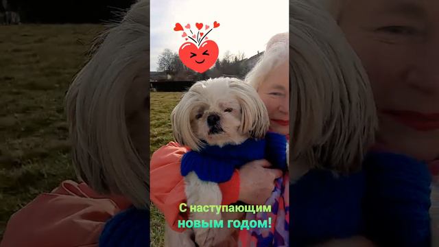 Собаки 🐕❤  - преданные и надёжные друзья. Маленькая собачка Ши-тцу по имени Тедди. С Новым годом 🎄!