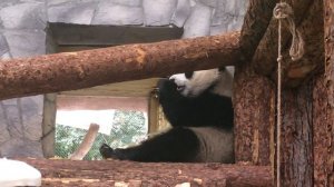 Что мы делаем дома? #Panda #панда #Зоопарк #Москва #zoo #Moscow