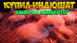 Купил индюшат Хайбрид Конвертер . [Жизнь в деревне]