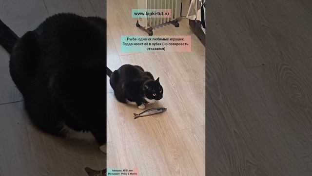 игрушки для кошек