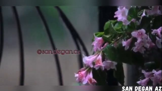 Старая Чеченская Песня Зезагашлахь Хаза Зезаг НОСТАЛЬГИЯ
