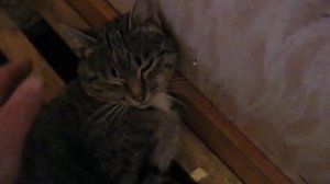 Усыпление кота Васяни