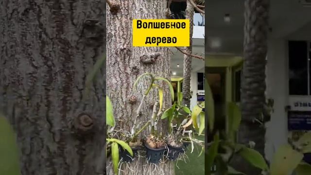 Дерево с планеты Пандора. Космические цветы ?