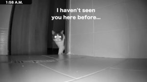 Что коты делают ночью