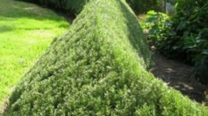 Живая изгородь