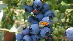 Голубика высокорослая Свитхарт (sweetheart) ? обзор: как сажать, саженцы голубики Свитхарт