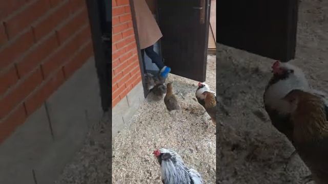 Араукана куры