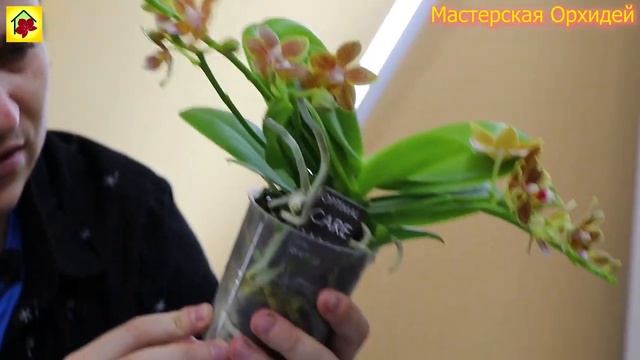 Все ГОНЯЮТСЯ ЗА ЭТИМИ ОРХИДЕЯМИ!  2 ОЧЕНЬ красивых и АРОМАТНЫХ ОРХИДЕЙКИ