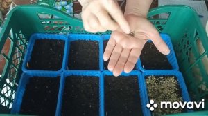 Подзимний посев в январе в условиях квартиры