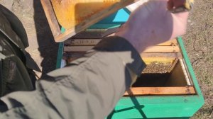 Как УСКОРИТЬ ВЕСЕННЕЕ РАЗВИТИЕ ПЧЁЛ НА ПАСЕКЕ важные тонкие правила без которых СТАРТА НИБЕДЕТ ✅☝️🐝