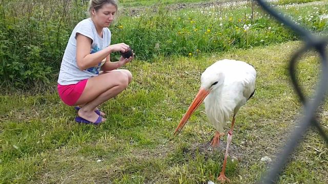 Кормим аиста с руки смотреть онлайн