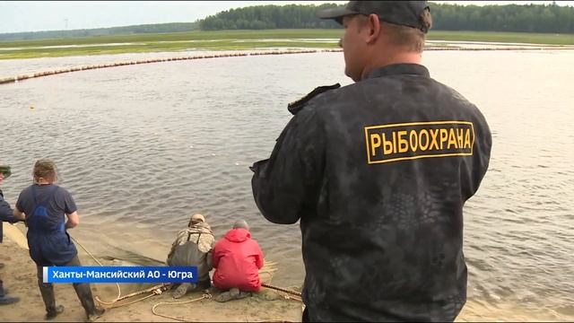 Тюменский филиал ВНИРО провел выпуск молоди ценных видов рыб в Обь смотреть онлайн