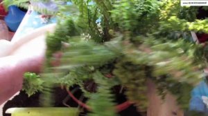 Осенняя пересадка ПАПОРОТНИКА. Как это сделать правильно.