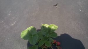 Клубника Крапо 10, посадка весна, стаканы мини трей!