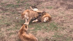 Львицы приревновали друг друга ко льву! Тайган The lionesses were jealous of each other for the lio