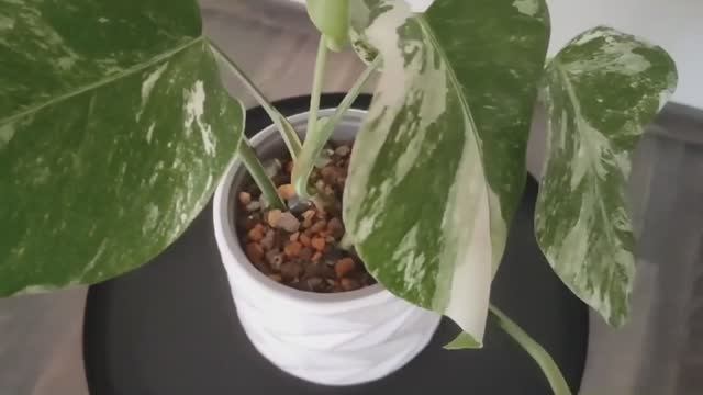 Пересадка Монстеры вариегатной (Monstera variegata) в специализированный субстрат