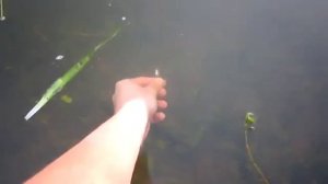 Рыбак ловит рыбу руками