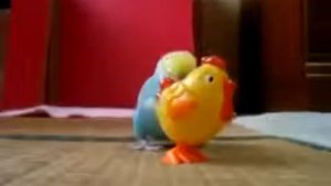 ПРИКОЛ!  ПОПУГАЙ И ИГРУШЕЧНАЯ КУРИЦА