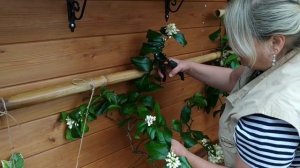 Цитрусовые весной. Обрезка лимонов. Шпалерное формирование кроны. Пересадка и удобрение.