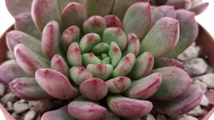 Graptoveria 'Bashful'