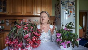 Пышное цветение Шлюмбергеры (Декабриста). Секреты ежегодного цветения Шлюмбергеры (Декабриста).