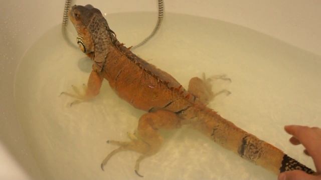 Игуана какает смотреть онлайн