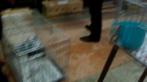 выставка голубей в Челябинске