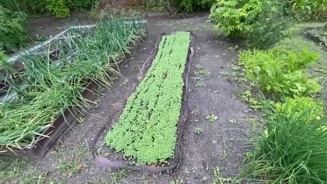ПОКА ЭТО ДЕЛО НЕ ДОДЕЛАЮ, ДРУГИМИ НЕ ЗАЙМУСЬ! ВЫКОПАЛА ТРИ ВИДА ЧЕСНОКА, ПЕТУНИИ ВЫЗДОРАВЛИВАЮТ смотреть онлайн