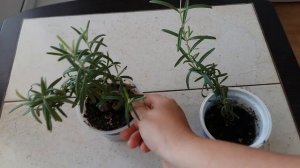 Выращивание пушистого розмарина