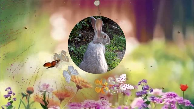 Видео из ваших фото 2