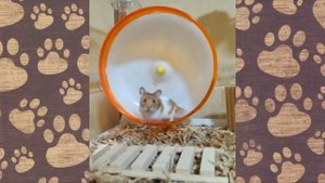 Смешное видео про  ХОМЯЧКОВ! #смешныехомяки приколы с хомяками (СМЕШНАЯ ОЗВУЧКА) Hamsters like #282