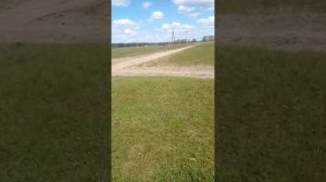 Сколько молока даёт мне    корова сементальской породы на шестой день после отёла 1 часть.