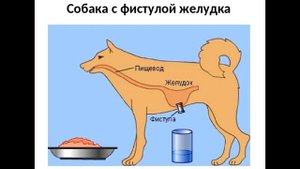 § 1 Науки об организме человека