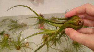 How to remove plants from water