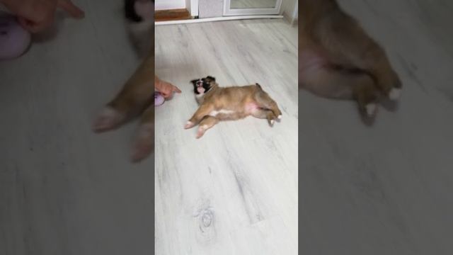 Лизе 1 месяц, а она уже выполняет команды. смотреть онлайн