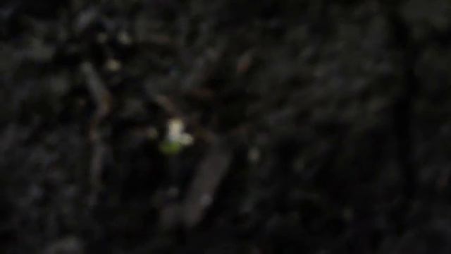 ЗДОРОВАЯ ЭУСТОМА. Уход за рассадой!!! смотреть онлайн