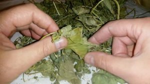 Манжетка обыкновенная, купить.