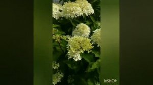 гортензия Фантом. Цветение на протяжении лета, изменения.