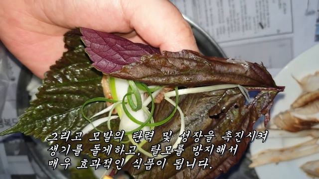 삼겹살과 초밥에 이것을 싸서 먹으면 식중독과 암세포가 사라지고 머리털을 새로 자라나게 해준다.