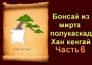 Обрезка бонсай из Мирта в стиле Хан - Кенгай полу каскад часть 6