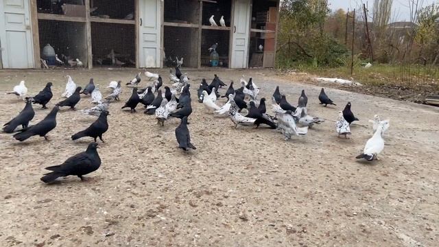 Широкохвостые голуби Велибекова Нурудтина в Мамедкале. Чили, Сизо-Мраморные. Рыжие, Шейки. Дагестан смотреть онлайн