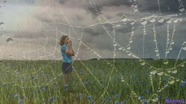 Васильки ??✿