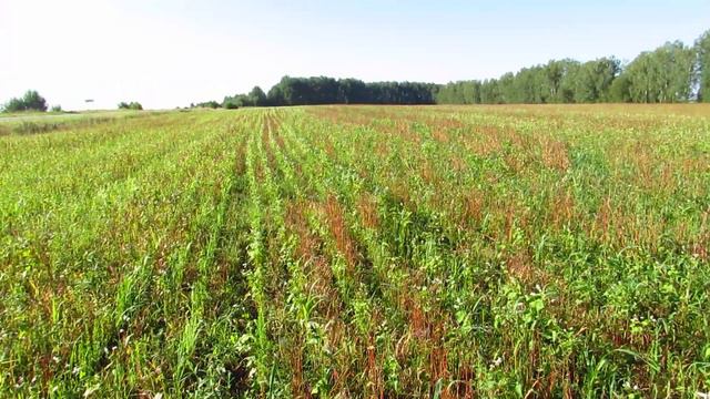 видио посев сидератов 1 08 18 смотреть онлайн