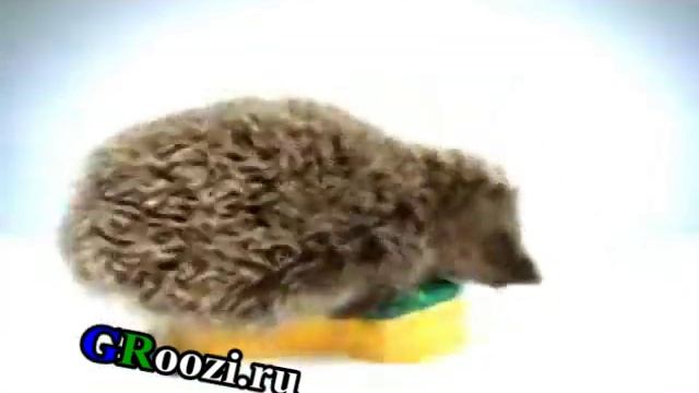 Губка для ежика смотреть онлайн